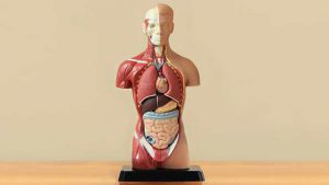 Accredited Anatomy Online
