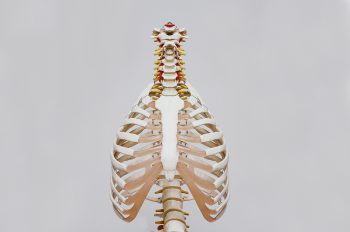 VTCT Anatomy Physiology & Pathology Level 3 (RQF)
