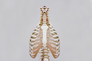 VTCT Anatomy Physiology & Pathology Level 3 (RQF)